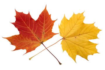 Obraz premium Vibrant Autumn Maple Leaves in Red and Yellow Symbolizing the Change of Seasons and Natural Beauty