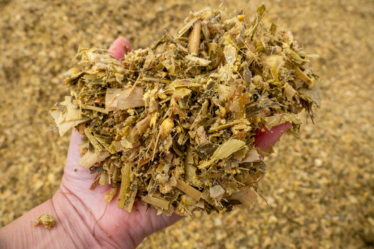 Corn silage for feeding dairy cows