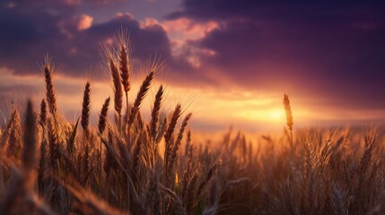 Fototapeta premium A golden wheat field at sunset in late summer, deep orange and purple sky, glowing sunbeams, saturated colors, wallpaper
