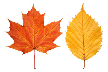 Obraz premium Autumn leaves, vibrant maple and birch foliage in striking orange and yellow hues, captured in high-definition professional photography, symbolizing the changing seasons