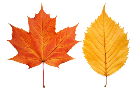 Autumn leaves, vibrant maple and birch foliage in striking orange and yellow hues, captured in high-definition professional photography, symbolizing the changing seasons