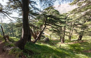 Serene Cedar Forest Landscape