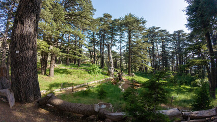 Serene Cedar Forest Landscape