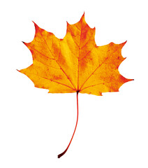 Bright orange leaf isolated on white. Autumn season