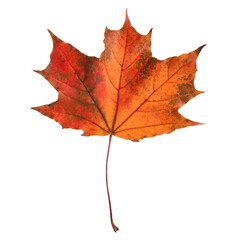 Bright red leaf isolated on white. Autumn season