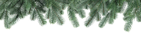 Obraz premium Christmas tree branches isolated on white. Greeting card or poster design