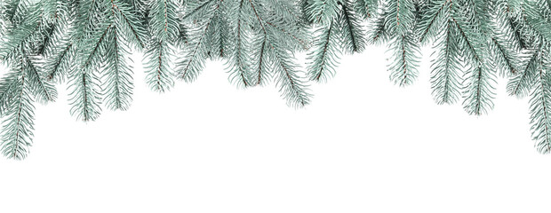 Christmas fir tree branches isolated on white