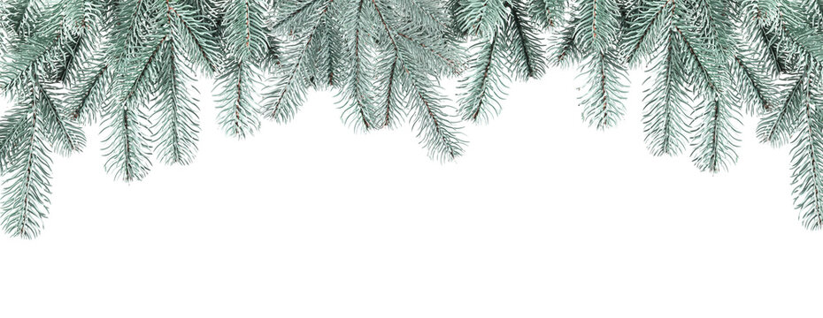 Christmas fir tree branches isolated on white