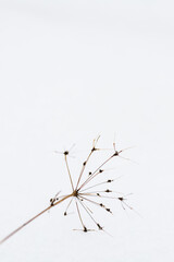 Dried umbrella plant on clean white snow, minimal winter nature