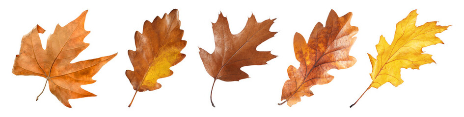 Brown leaves isolated on white, set. Autumn season