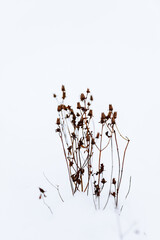 Dried wild flower cluster in white snow. Minimalist winter botany.