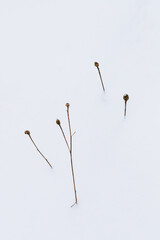Dried plant stems in white snow. Minimalist winter nature.