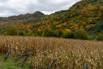 an unharvested cornfield at the foot of the hill