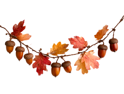 Autumn Acorn and Oak Leaf Garland Displayed Against White Background, isolated on transparent cutout background