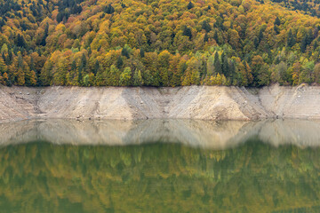 forest reflected in the lake