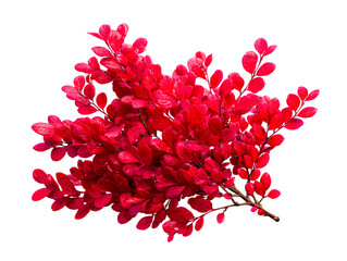 Fototapeta premium Branch with Vivid Red Autumn Leaves on White Background, isolated on transparent cutout background