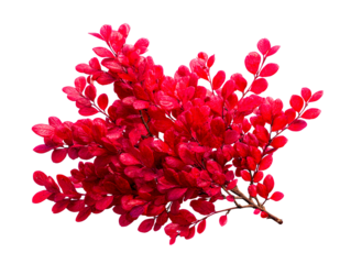 Branch with Vivid Red Autumn Leaves on White Background, isolated on transparent cutout background