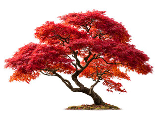 Vibrant red Japanese maple tree in full autumn foliage, isolated on transparent cutout background
