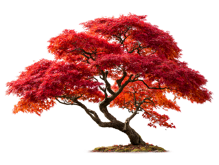 Vibrant red Japanese maple tree in full autumn foliage, isolated on transparent cutout background