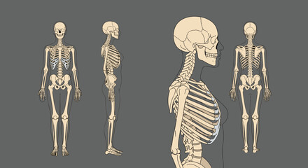 Anatomical illustration of the human skeleton presented in full front, side, and back views, with a close-up profile of the upper torso and head.