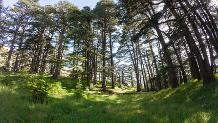 Tranquil Forest with Tall Trees and Greenery