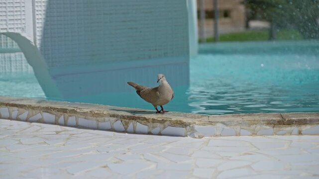 Turtle dove stands by a clear blue poolside under the sunny sky, showcasing serene outdoor beauty and natural tranquillity in a peaceful environment.