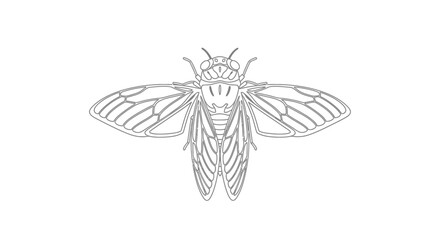 A detailed line drawing of a cicada with wings spread, showcasing its intricate wing structure.