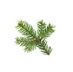 Naklejka premium Branch of fir tree isolated on white background with clipping path. Christmas card design element.