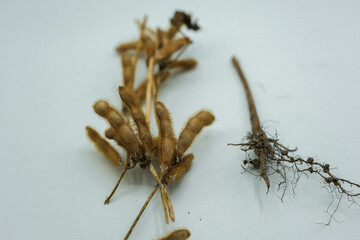 Dry soybean stem, seed pods, and root on a white background. Soybean cultivation. Shallow depth of field.