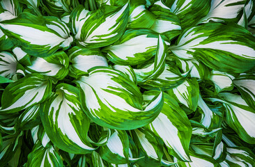 Nature leaves of hosta, green tropical natural floral ornament, abstract green leaves nature view of leaf in garden. Design element.