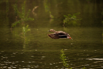 Mallard Duck in flight