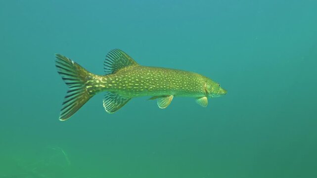 Northern pike swimming near camera