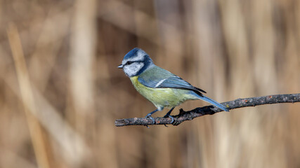 Cute blue tit bird perching on a branch