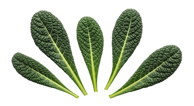 Lacinato kale leaves transparent background cutout png