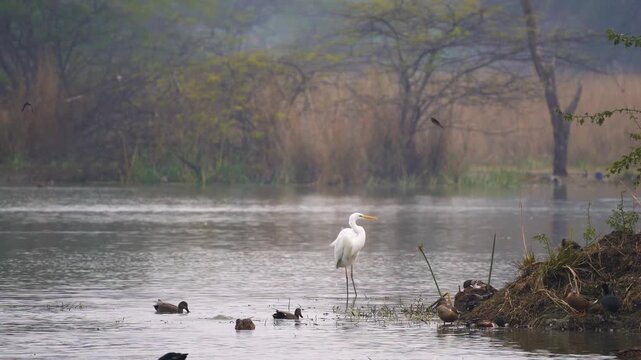 zoomed in shot of white egret bird standing in water in the middle of a swamp, marsh. lake shot on a foggy morning at Sultanpur national park in Delhi showing these migratory birds that visit in