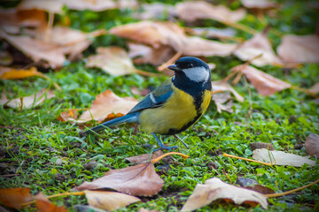 a blue tit on a branch (on grass)