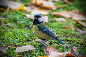 a blue tit on a branch (on grass)