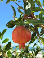 pomegranate on tree