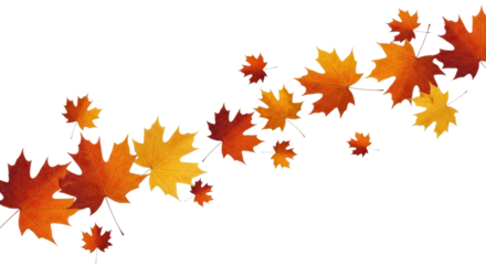 Autumn maple leaves falling on black background transparent background cutout png