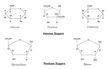 Monosaccharide Sugar Structures (Hexose and Pentose) isolated on white background.