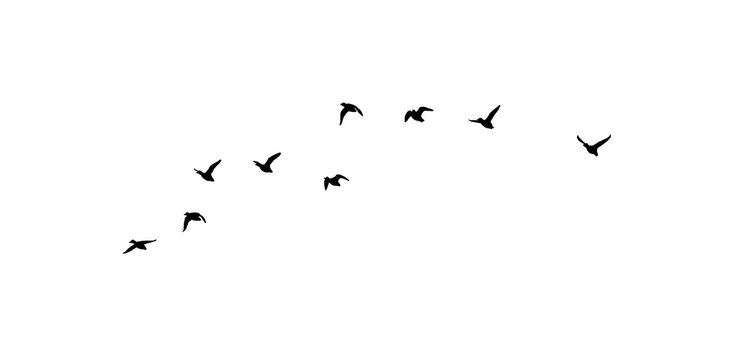 flock of duck birds flying on clear background png