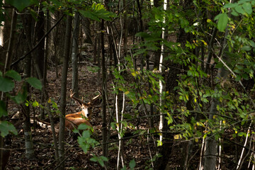 buck resting in the forest