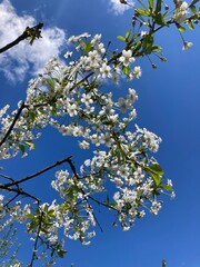 The apple tree is in bloom in the spring