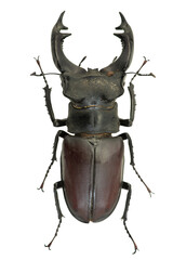 Lucanus cervus male museum specimen, preserved European stag beetle from Sweden, isolated on white background