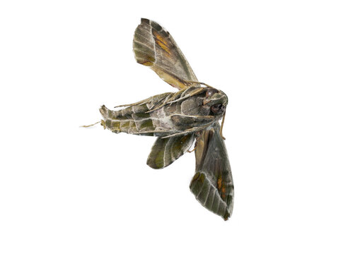Daphnis nerii oleander hawk moth, roadkilled specimen from Alicante, Spain, photographed isolated on white background