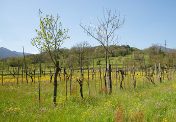 La storia del vigneto in Italia