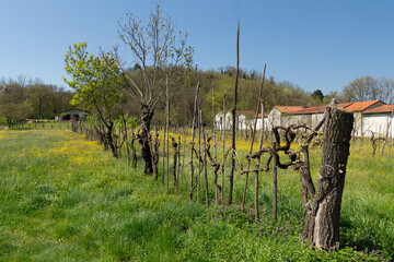 La storia del vigneto in Italia