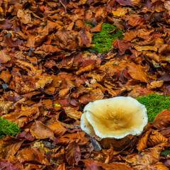 Beautiful path located in the Ordesa National Park.