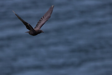 Raven flying by over the rough waters