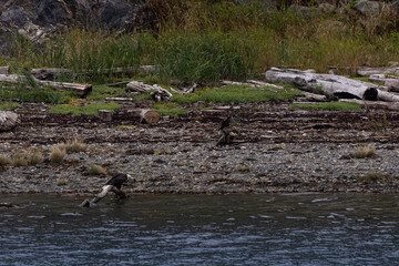 Bald eagle hunting along the shore line